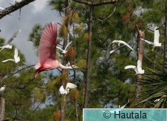 Ruusukapustahaikara, Florida, 8 (2).JPG