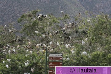 Pyhäiibis, threskiornis aetniopicus, Montagu, RSA, 1.jpg