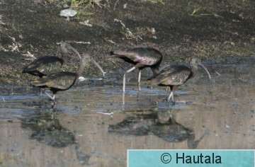 AmerikanpPronssiiibis, Florida, 10.JPG