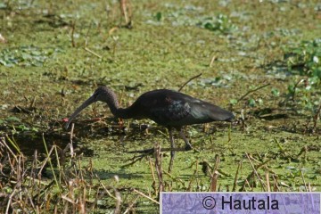 AmerikanpPronssi-ibis, Delray Beach, 2.jpg