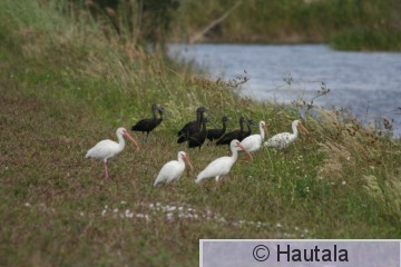 AmerikanpPronssi-ibis,valkoibis, Delray Beach, 1.jpg
