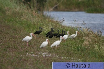 AmerikanpPronssi-ibis,valkoibis, Delray Beach, 1.jpg