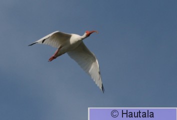 Valkoiibis, Florida, 10.JPG