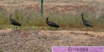 Pronssi-ibis, Madeira, kopio.jpg