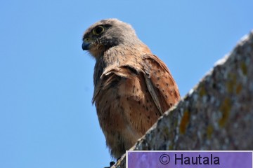 Savannituulihaukka,Falco rupicoloides, RSA.jpg