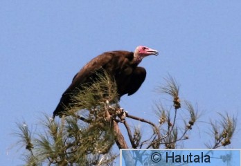 huppukorppikotka, Banjul  5 a.jpg