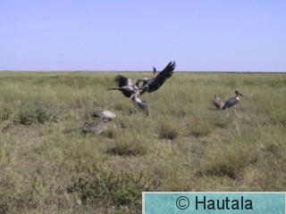 Suomukorppikotka, Serengeti, 6.JPG