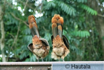 Punaperäkaklattaja, Tobago, 8.jpg