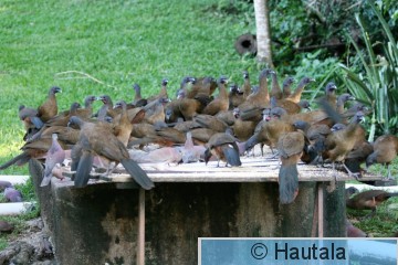 Punaperäkaklattaja, Tobago, 10.jpg