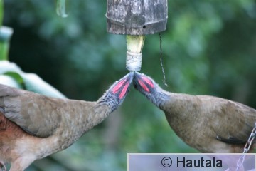 punaperäkaklattaja, Tobago, 15.jpg