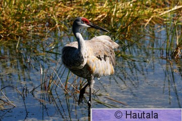 Hietakurki, Florida, 9.JPG