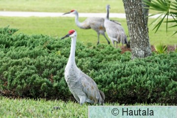 Hietakurki, Fort Myers, 2.JPG