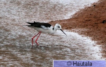 Pitkäjalka, Fuerteventura, 2b.JPG