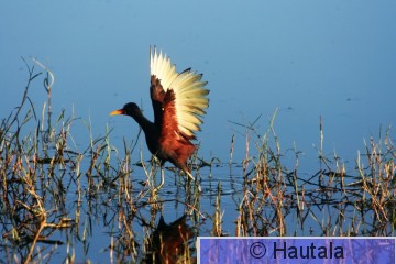 Halttajassana, Tobago,5.jpg