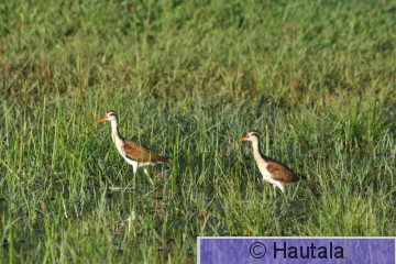 Helttajassana, Tobago, 10.jpg