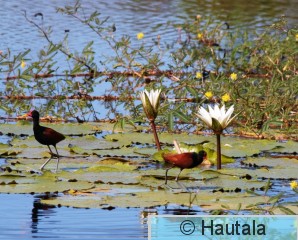 Helttajassana, Tobago, lumpeella copy.jpg