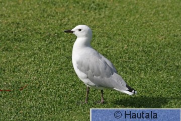 Namibian lokki, larus hartlaubii, Kap-kaupunki, RSA,1 (2).jpg