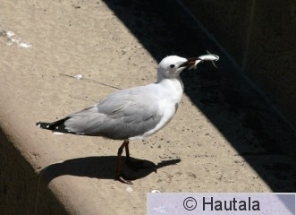 Namibianlokki, larus hartlaubii, Kapkaupunki, RSA.jpg