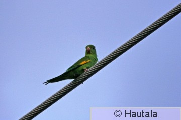 Keltajuova-aratti, Yellow -chevroned parakeet, brotogeris chiriri,  Delray Beach, 1.jpg