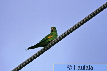 Keltajuova-aratti, Yellow -chevroned parakeet, brotogeris chiriri,  Delray Beach, 1.jpg