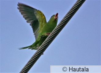 Keltajuova-aratti, Yellow- chevroned parakeet, Florida.jpg