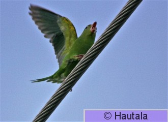 Keltajuova-aratti, Yellow- chevroned parakeet, Florida.jpg