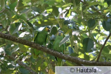 Kultaposkiamasoni, Tobago, 3.jpg