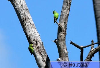 Parviaranen, Tobago, 4.jpg