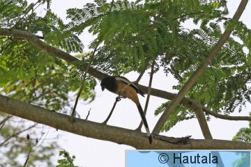 Huppuviidakkoharakka, dentrocitta vagabunda, Hua hin, Thaimaa.JPG