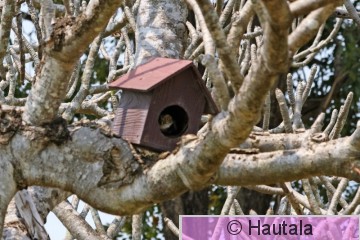 Kaulusvarpuspöllö, claucidium brodiei, Hua Hin, Taimaa.JPG