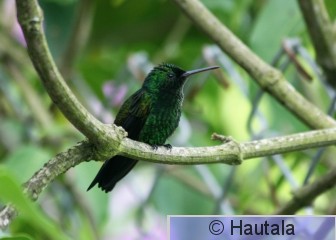 Kuparitimanttikolibri, Tobago, 5.jpg