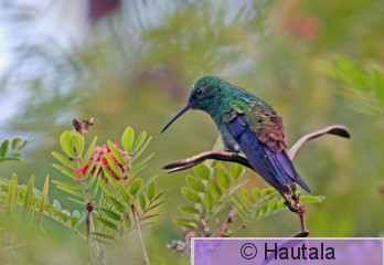 Kuparitimanttikolibri, Tobago, 27 copy.jpg