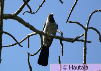 Harmaatukaro, Banjul 3 a.jpg