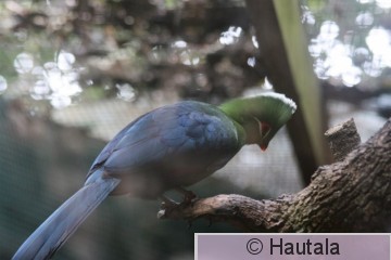 Knysnan turaco, tauraco corythaix, tarha, 1.jpg