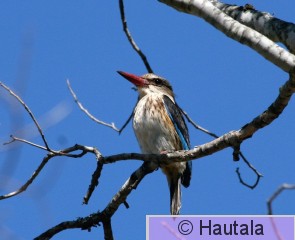 Savukalastaja, halcyon albiventris, 2.jpg