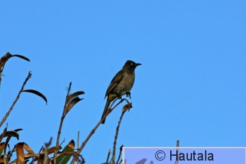 Kapinbulbuli, pycnonotus capensis,2.jpg