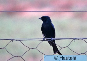 Pikkudrongo, dicrurus ludwigii, 1.jpg