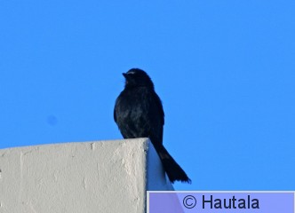 Sieppodrongo, dicrurus adsimilis, 1.jpg