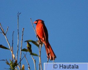 Punakardinaali,Delray beach 1 2.jpg