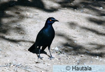 Turkoosikottarainen, lamprotornis nitens, 3.jpg