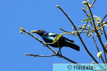 Turkoosikottarainen, lamprotornis nitens, 2.jpg