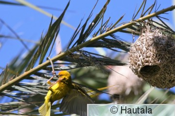 Kapinkutoja, ploceus capensis,3.jpg