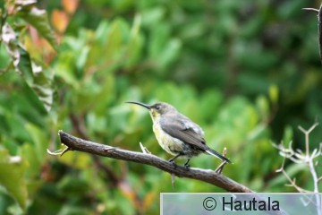 Malakiittimedestäjä, nectarina famosa, Montagu, RSA, 14.jpg