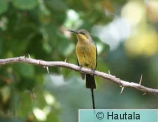 Malakiittimedestäjä, nectarinia famosa, Montagu, RSA, 11.jpg