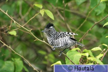 Raitapuumuura, Tobago, 2,koiras.jpg