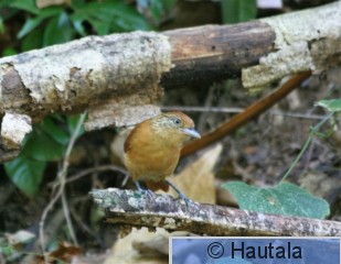 Vireomuura, Tobago, 1, tai streaked- crowned antvireo.jpg