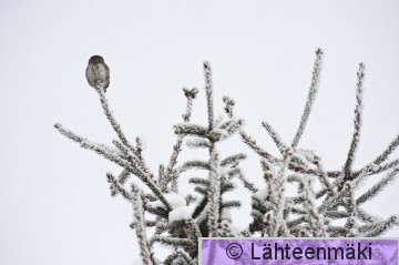 000024 Varpuspöllö_14022010_Mouhijärvi Salmi.jpg