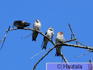 Isoviirupääsky, hirundo cucullata, 3.jpg