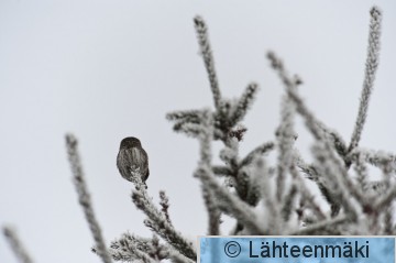 000037 Varpuspöllö_14022010_Mouhijärvi Salmi.jpg