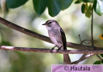 Vuoriharmaasieppo, muscicapa adusta,RSA,  3.jpg